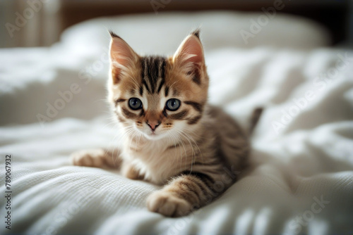 bed lie Small kitten beauty red fluffy portrait curiosity beautiful sitting friendship mammal striped cover cute tabby lying apartment young whisker felino © wafi