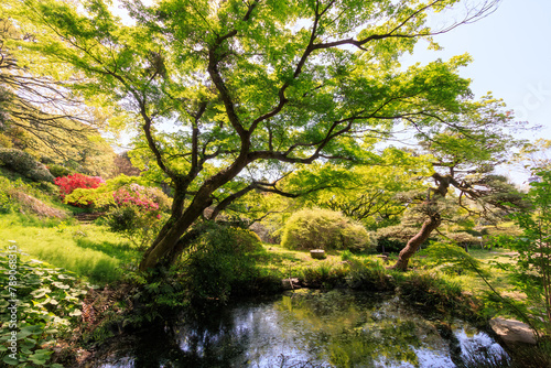 The quaint torii gate and pond of Jiro Inari Shrine.

At Koishikawa botanical garden, Bunkyo-ku, Tokyo, Japan,
photo by April, 2024.
 photo