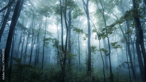 A misty morning in the forest  with ethereal fog enveloping towering trees and creating an enchanting atmosphere of mystery and tranquility.