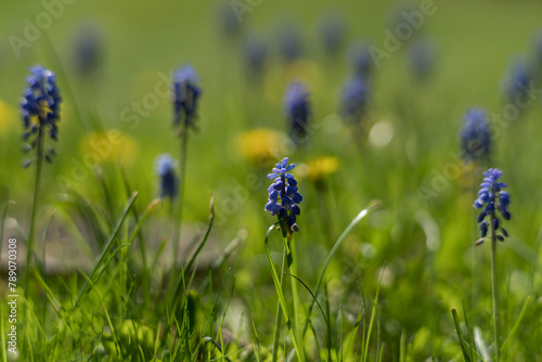 Grape hyacinths in a green meadow with a blurred background © Robert A. Witkowski