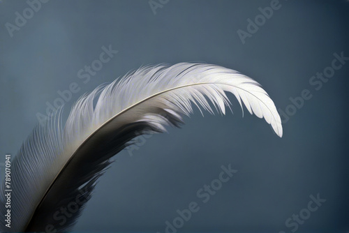 f use white wing feather isolated background plumage birds elegance plume imagine peace bird fly shape angel isolation holy beautiful closeup free decor