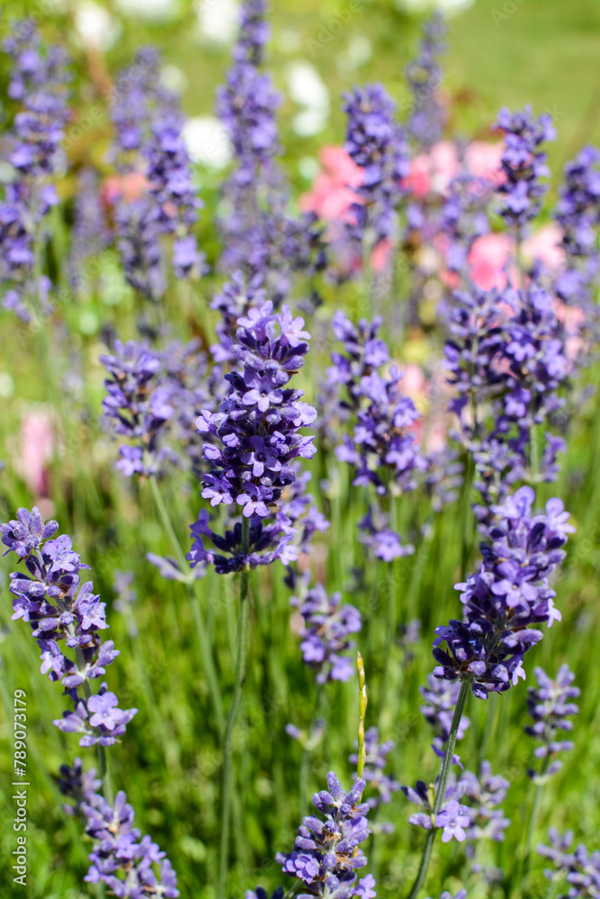 Fototapeta premium Bright purple lavenders in the garden