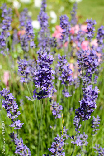 Bright purple lavenders in the garden