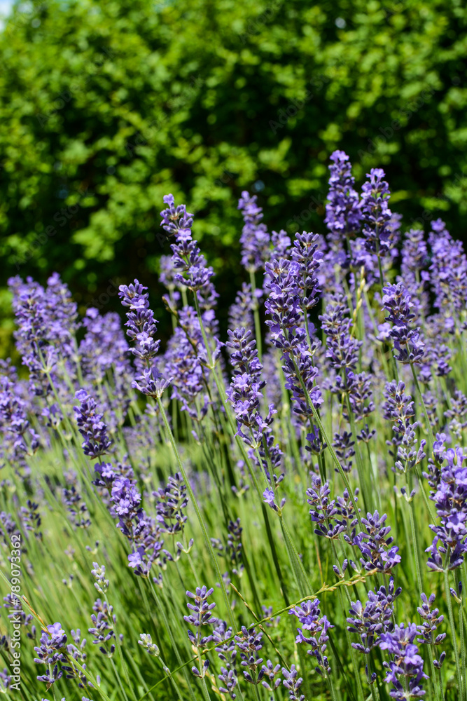 Obraz premium Bright purple lavenders in the garden