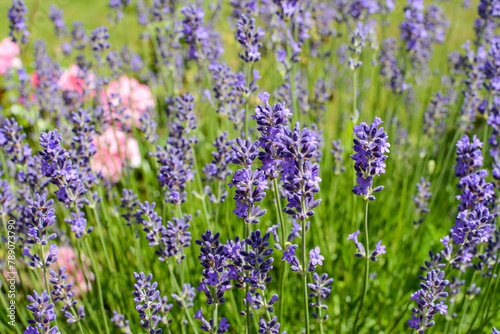 Bright purple lavenders in the garden