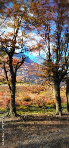 Autumn trees on hillside with distant mountain