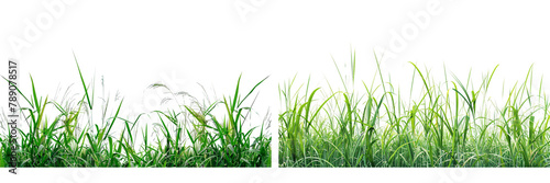 Set of a precise analog of green paddy on a ,transparent background