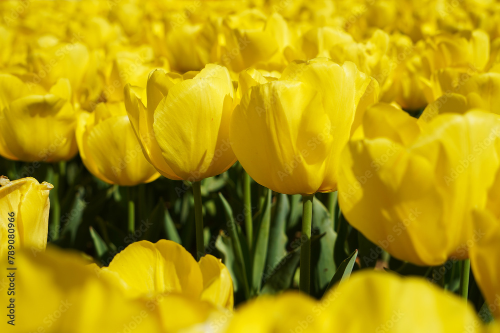 Bulbous flower that blooms every year in April, yellow tulips with very vibrant colors, Turkey Istanbul Emirgan Bulbous flower that blooms every year in April, yellow tulips with very vibrant colors, Turkey Istanbul Emirgan