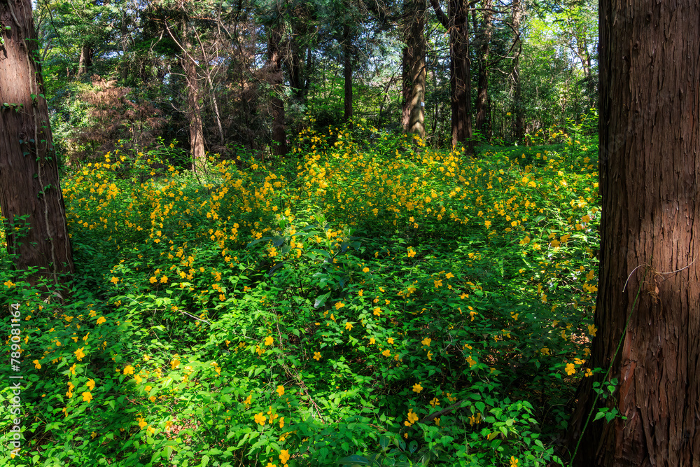 美しいヤマブキ(バラ科)の群生。
日本国東京都文京区、小石川植物園にて。
2024年4月撮影。
A beautiful group of Japanese kerria (Kerria japonica, Rosaceae).
At Koishikawa botanical garden, Bunkyo-ku, Tokyo, Japan,
photo by April, 2024.
美しいヤマブキ(バラ科)の群生。
日本国東京都文京区、小石川植物園にて。
2024年4月撮影。
A beautiful group of Japanese kerria (Kerria japonica, Rosaceae).
At Koishikawa botanical garden, Bunkyo-ku, Tokyo, Japan,
photo by April, 2024.