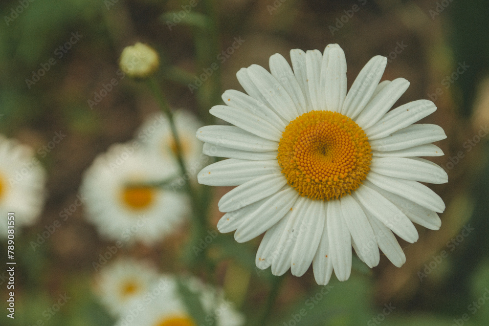 Chamomiles close-up, wildflowers, green background, nature, beauty, cute, flowers of Ukraine Chamomiles close-up, wildflowers, green background, nature, beauty, cute, flowers of Ukraine