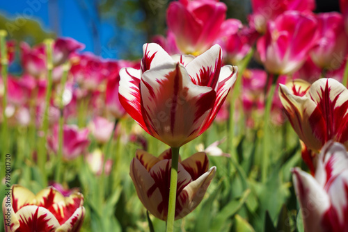 Bulbous flower that blooms every year in April, red white tulips with very vibrant colors, Turkey Istanbul Emirgan photo