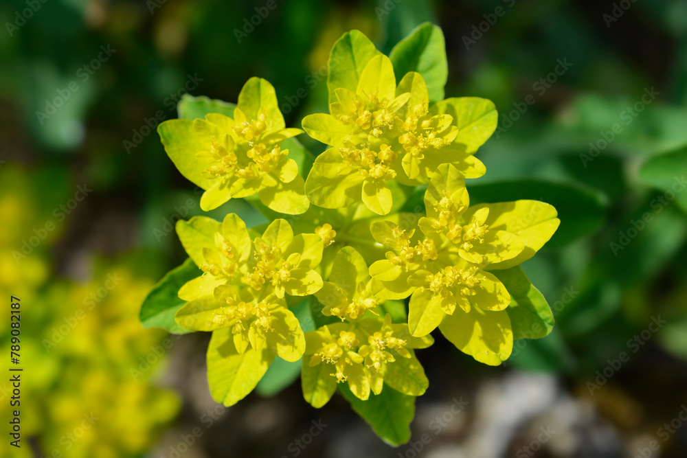 Cushion spurge flower Cushion spurge flower