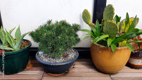 home indoor plants succulents in pots