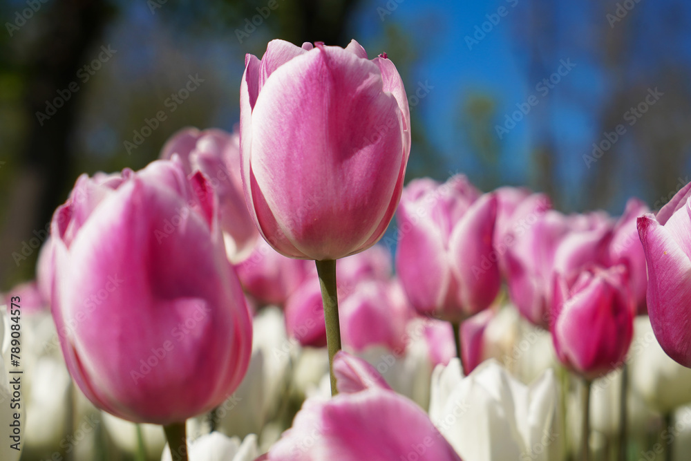 Bulbous flower that blooms every year in April, pink white tulips with very vibrant colors, Turkey Istanbul Emirgan Bulbous flower that blooms every year in April, pink white tulips with very vibrant colors, Turkey Istanbul Emirgan