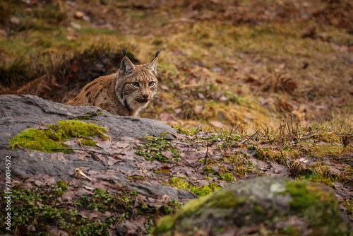 Eurasian lynx in the nature habitat. Beautiful and charismatic animal. Wild Europe. European wildlife. Animals in european forests. Lynx lynx.