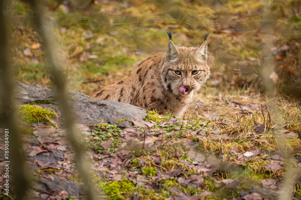 Eurasian lynx in the nature habitat. Beautiful and charismatic animal. Wild Europe. European wildlife. Animals in european forests. Lynx lynx. Eurasian lynx in the nature habitat. Beautiful and charismatic animal. Wild Europe. European wildlife. Animals in european forests. Lynx lynx.