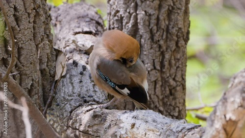 Juvenile Eurasian Jay Bird Preens Feathers on Tree - close-up photo