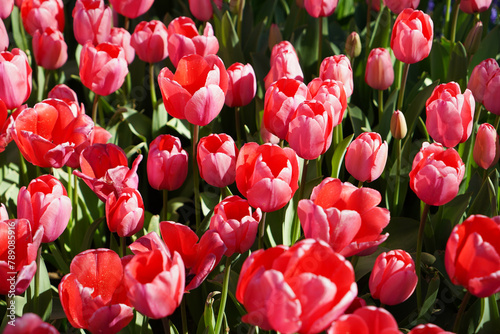 Bulbous flower that blooms every year in April, red tulips with very vibrant colors, Turkey Istanbul Emirgan