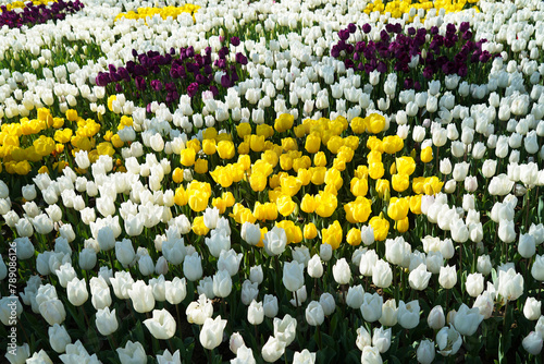 Bulbous flower that blooms every year in April, yellow purple white tulips with very vibrant colors, Turkey Istanbul Emirgan