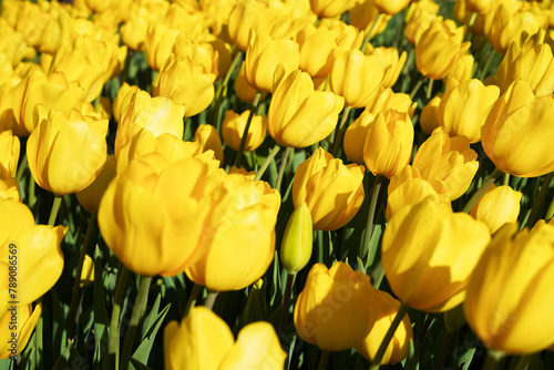 Bulbous flower that blooms every year in April, yellow tulips with very vibrant colors, Turkey Istanbul Emirgan