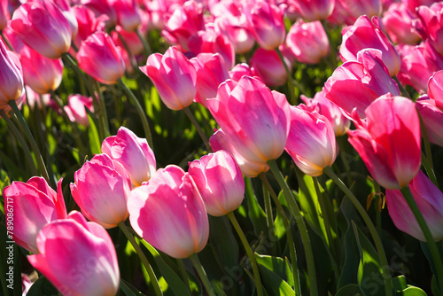 Bulbous flower that blooms every year in April, pink tulips with very vibrant colors, Turkey Istanbul Emirgan