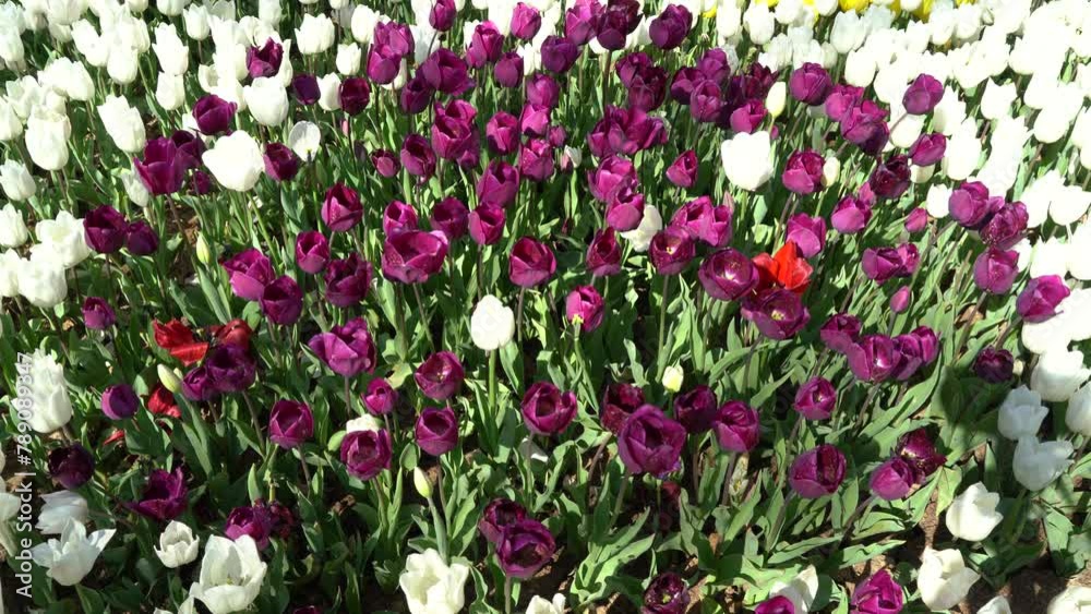 Bulbous flower that blooms every year in April, purple white tulips with very vibrant colors, Turkey Istanbul Emirgan grove Bulbous flower that blooms every year in April, purple white tulips with very vibrant colors, Turkey Istanbul Emirgan grove