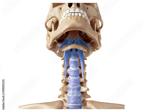 Fotografia Deep muscle connection of the neck - longus capitis, anterior longitudinal ligam