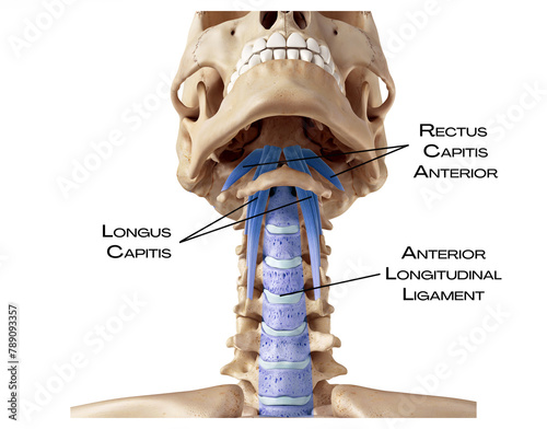 Deep muscle connection of the neck - longus capitis, anterior longitudinal ligament, rectus capitis anterior photo