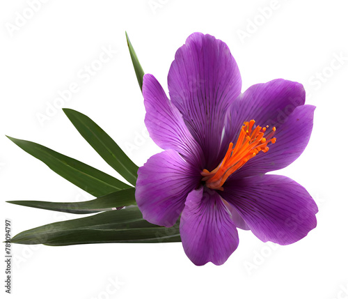 Zoomed-in perspective of solitary purple saffron blossom Jacob's Ladder (Polemonium caeruleum). Flower Closeu photo