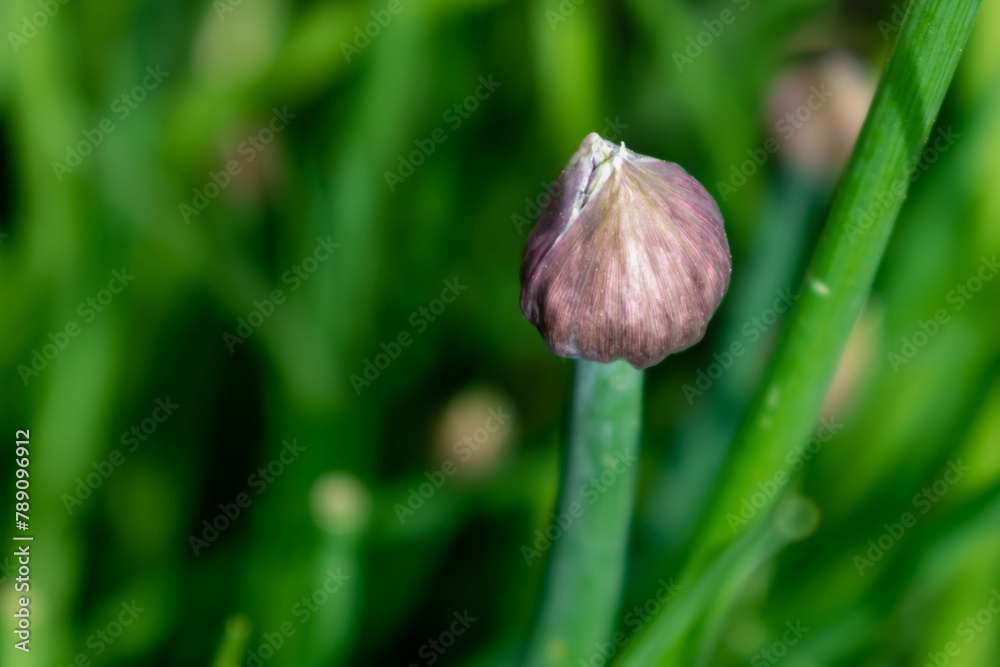 Chives in flower and with buds, allium schoenoprasum Chives in flower and with buds, allium schoenoprasum