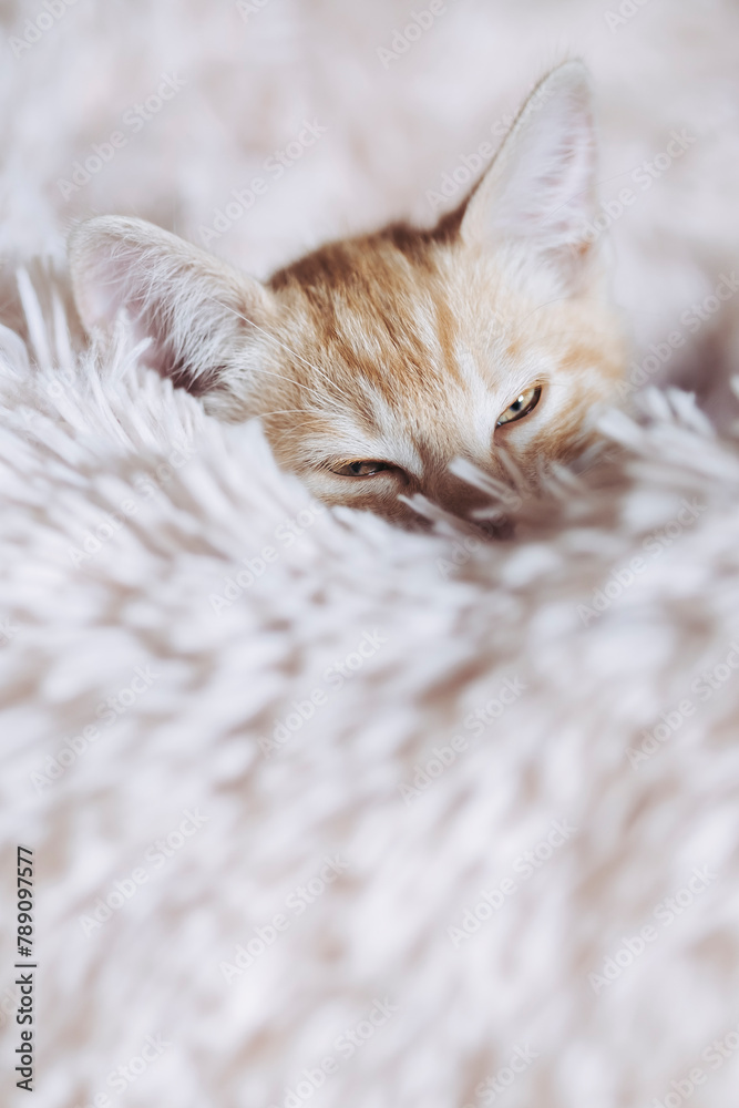 Obraz premium Portrait d'un mignon petit bébé chaton tigré roux à la maison 