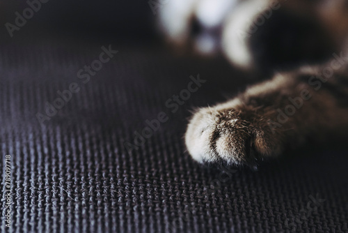 Close up sur les pattes et coussinets d'un petit bébé chaton tigré à la maison  © PicsArt