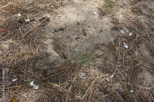 A snake nest with eggshells from which snakes have already hatched