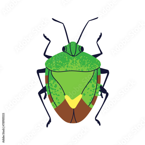 Beetle, shield stink bug, top view. Forest fauna species. Wild small pest animal. Abstract fictional insect. Flat graphic vector illustration isolated on white background