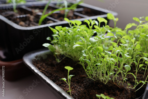 Lobelia flowers seedlings grown at home from seeds are planted in special containers on the windowsill. Gardening and vegetable gardening concept.