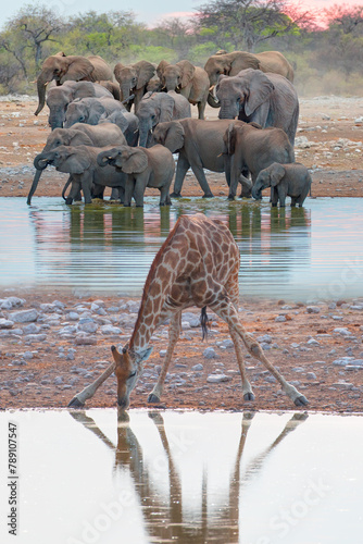 Giraffe visit a watering hole - Group of African elephants running to the edge of a small lake to drink water - Etosha National Park, Namibia, Africa