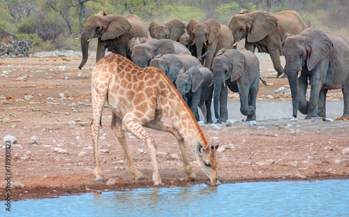 Giraffe visit a watering hole - Group of African elephants running to the edge of a small lake to drink water - Etosha National Park, Namibia, Africa © muratart