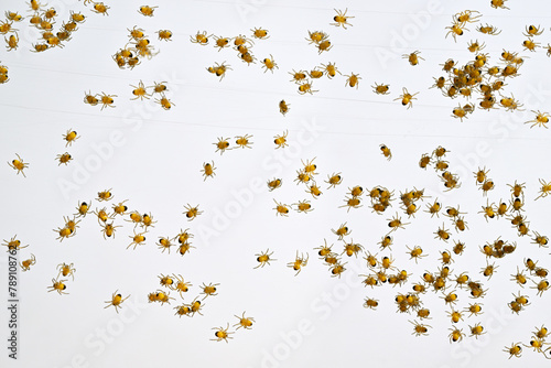 Newly hatched baby spiders, Araneus Diadematus over white background. Also know as diadem spider, cross spider, crowned orb weaver and pumpkin spider.