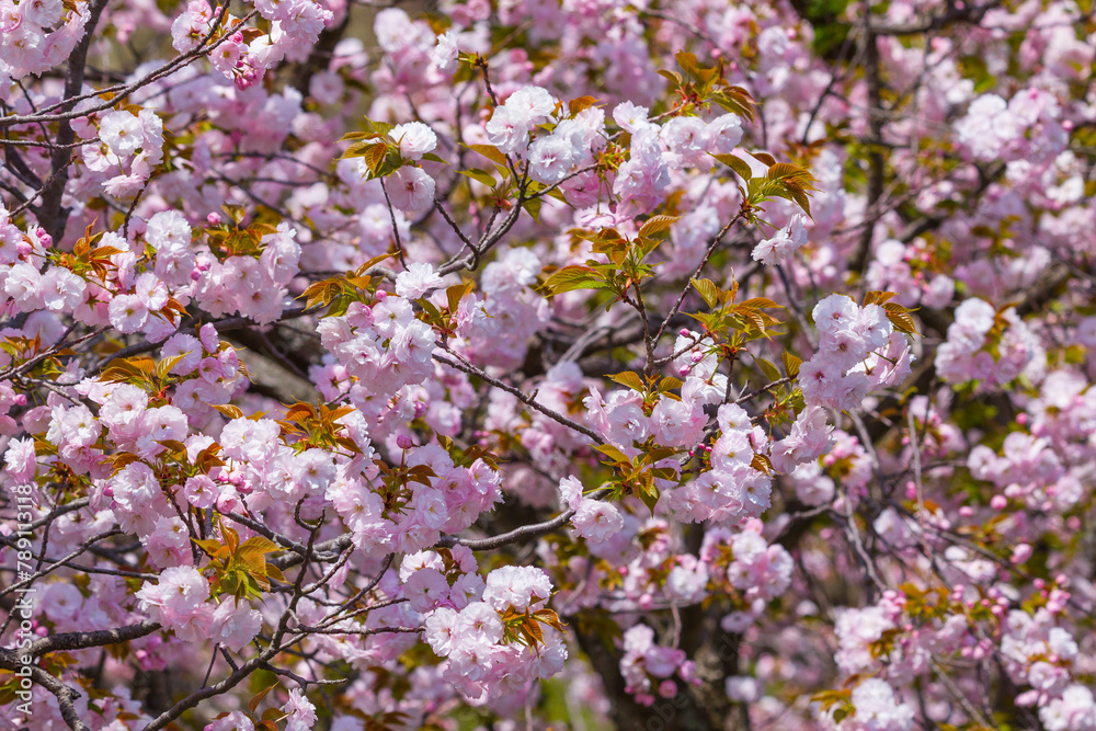 満開を迎えた八重桜の花 ヤエザクラ 満開を迎えた八重桜の花 ヤエザクラ