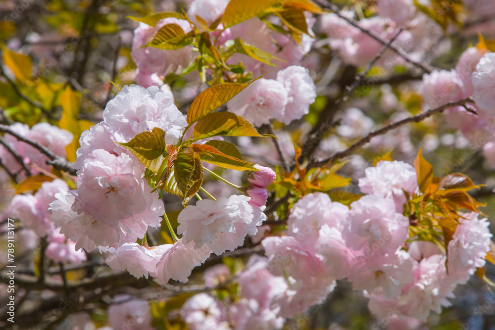 Obraz premium 満開を迎えた八重桜の花 ヤエザクラ