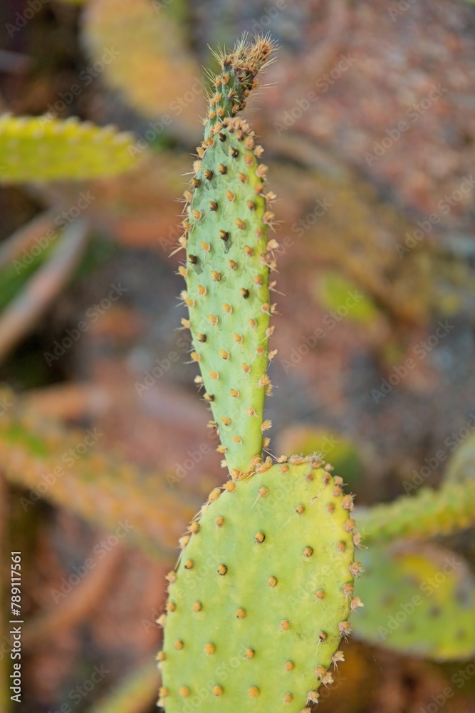 Closeup of Opuntia microdasys is a species of flowering plant in the cactus family Cactaceae, native to Mexico. Closeup of Opuntia microdasys is a species of flowering plant in the cactus family Cactaceae, native to Mexico.