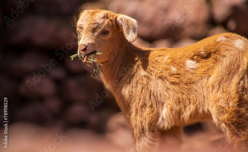 Moroccan Goat