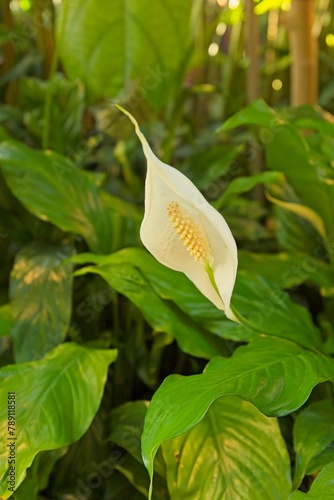 Closeup of Snowflower (spathiphyllum florihunduan) or peace lilly is a flowering plant the family araceae native to South America. photo