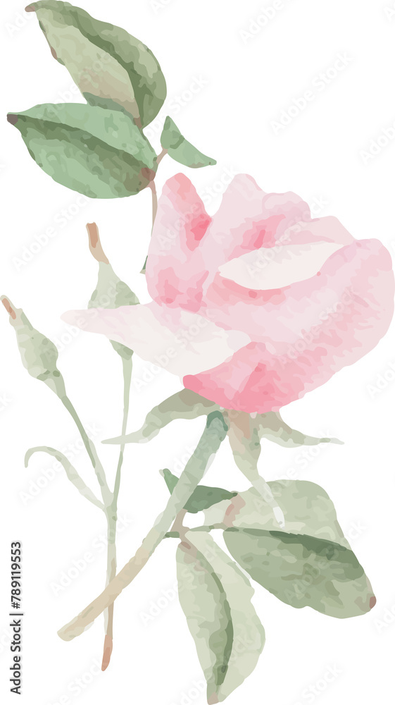 Fototapeta premium watercolor blooming pink rose flower bouquet wreath frame