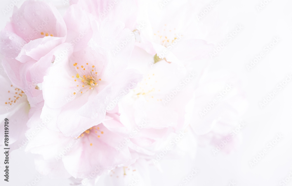 Macro white cherry flowers on a white background. Botanical design, selective focus