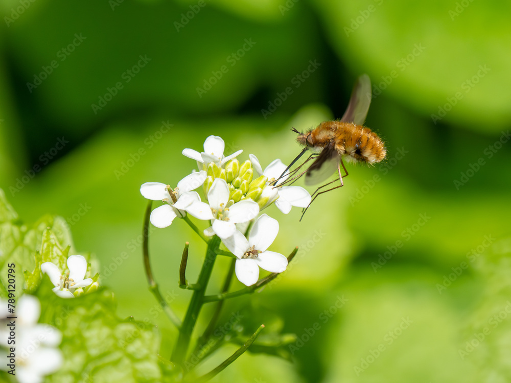 Dark-edged Bee-fly Feeding on Garlic Mustard Dark-edged Bee-fly Feeding on Garlic Mustard