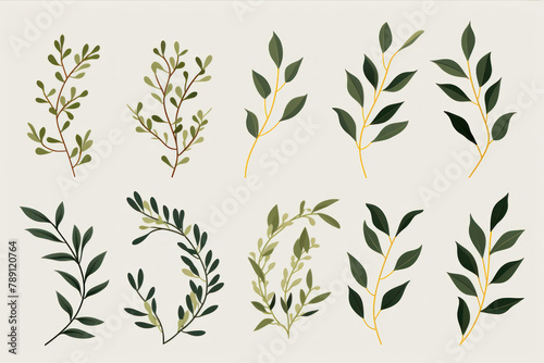 Eucalyptus branches set. Vector illustration for your design