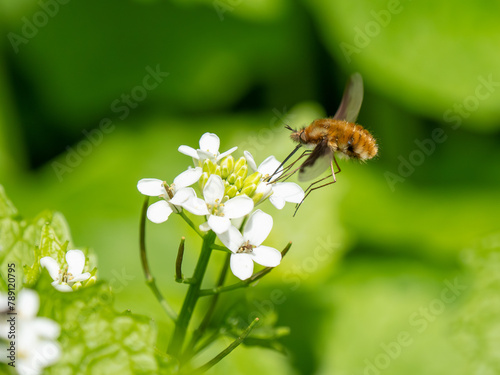 Dark-edged Bee-fly Feeding on Garlic Mustard