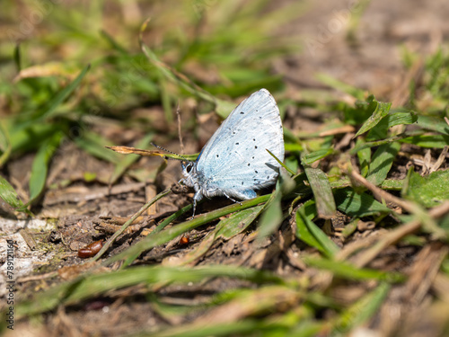 Holly Blue Butterfly Resting on the Ground