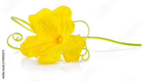 Yellow Flower of Cucumber plant. Natural cucumber vegetable, organic food, flower isolated on white background